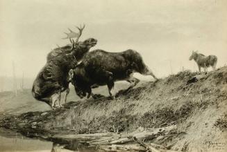 Fighting Moose