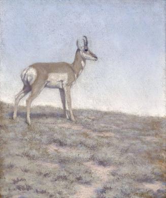 Antelope Study