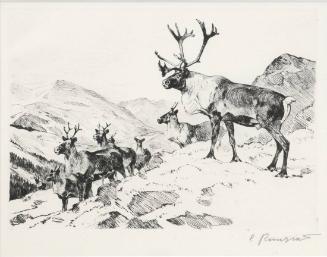 Mountain Caribou