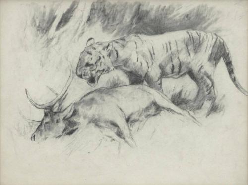 Study of a Tiger with its Kill