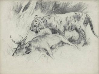 Study of a Tiger with its Kill