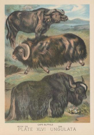 Musk Ox, Cape Buffalo, Yak