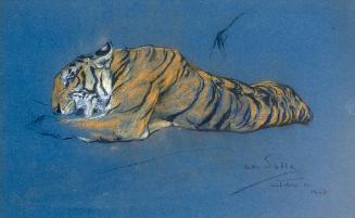 Study of a Tiger Eating while Laying Down