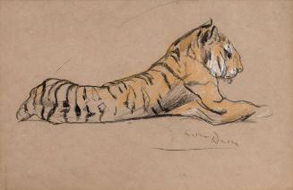 Study of a Tiger in Repose