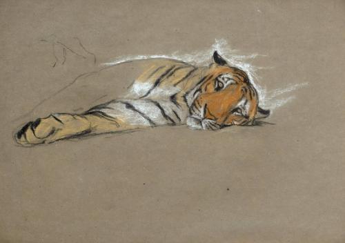 Study of a Sleepy Tiger