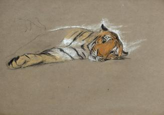 Study of a Sleepy Tiger