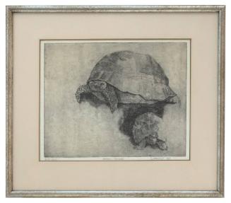 Tortoise/Tortoise