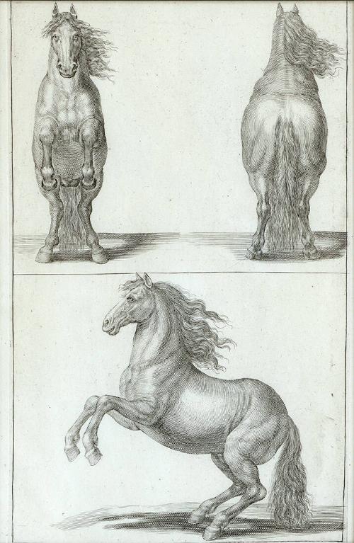 Untitled - Horse