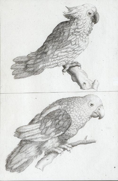 Untilted - Cockatoo