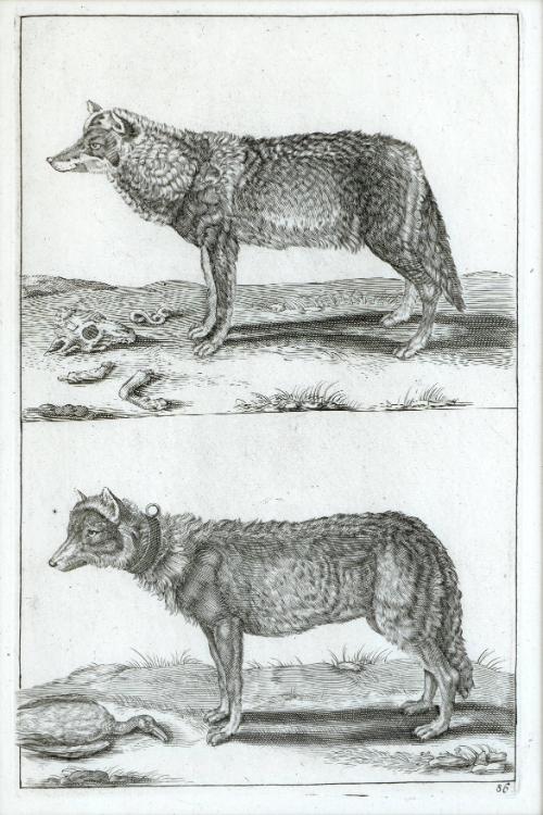 Untitled - Wolf