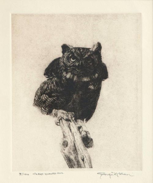 Great Horned Owl