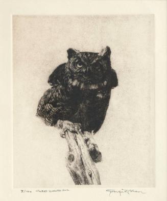 Great Horned Owl