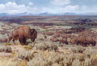 The Days of the Bison Millions, American Buffalo in Northwest Wyoming