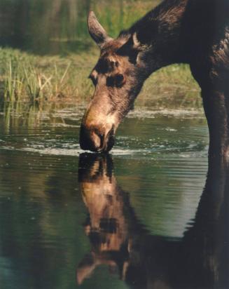 Untitled-Moose Drinking