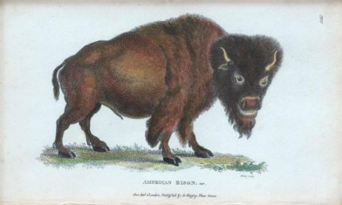American Bison