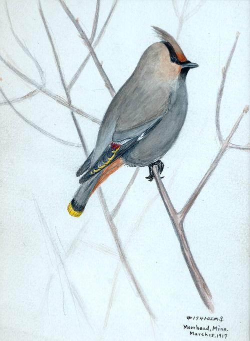Untitled - Female Bohemian Waxwing