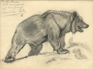 Sketch of a Bear