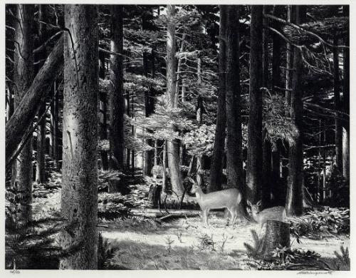 Sunlit Forest