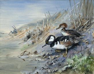 Hooded Merganser