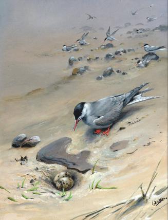 Arctic Tern