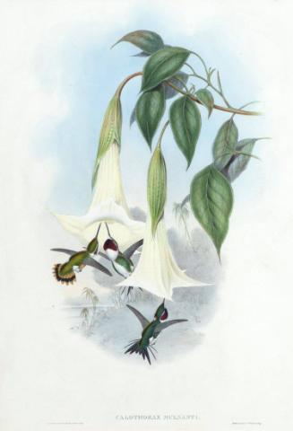 Calothorax mulsanti