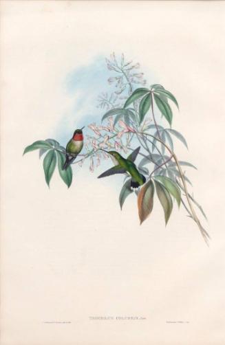 Trochilus colubris
