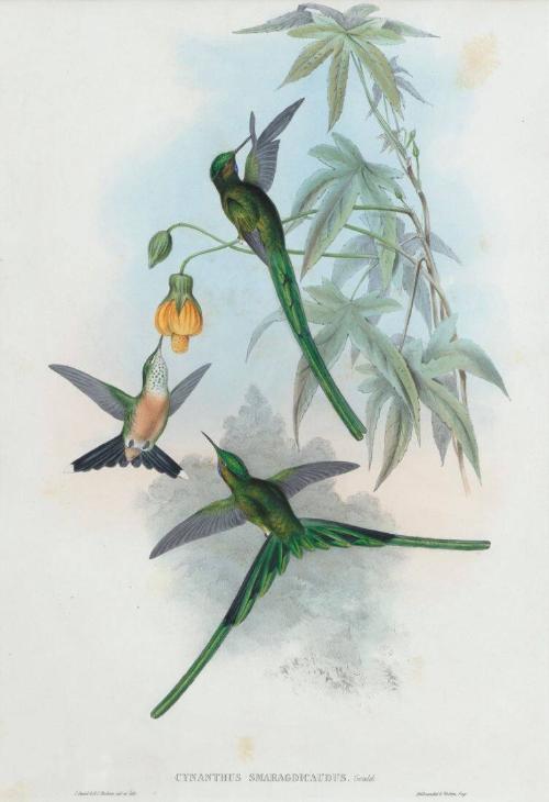 Cynanthus smaragdicaudus