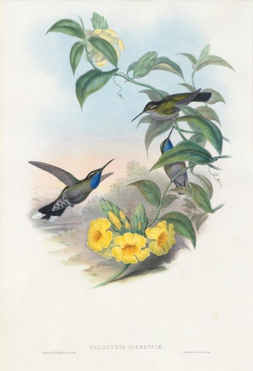 Delattria clemenciae
