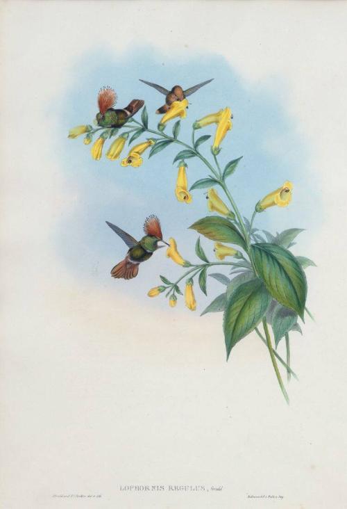 Lophornis regulus