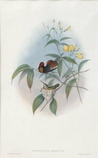 Chrysolampis moschitus