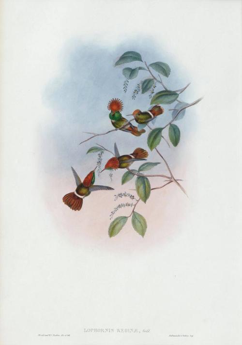 Lophornis reginae
