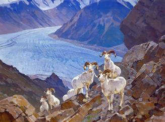 Dall Sheep