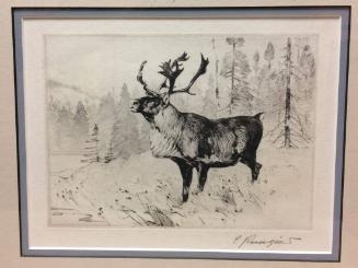 A Woodland Stag