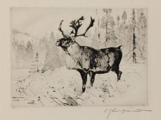A Woodland Stag