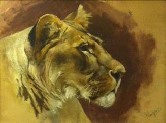 Head of Lioness