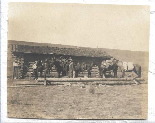 Untitled - two men and several pack animals in front of log cabin