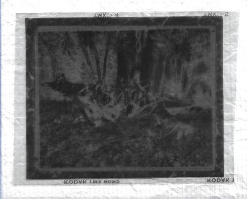Untitled-negative of man sitting in camp setting, surrounded by antlers