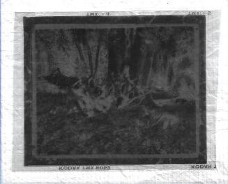 Untitled-negative of man sitting in camp setting, surrounded by antlers
