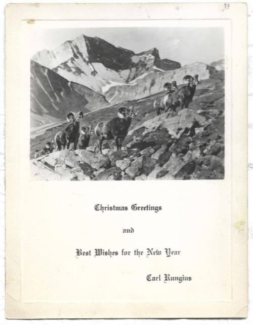 Christmas Card - Rocky Mountain Sheep