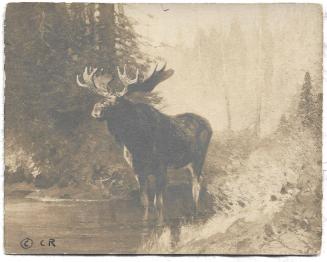 Christmas Card-Bull moose