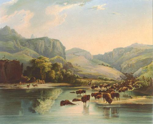 Herds of Bisons and Elks on the Upper Missouri