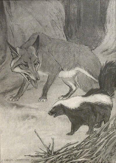 Red Fox and Skunk