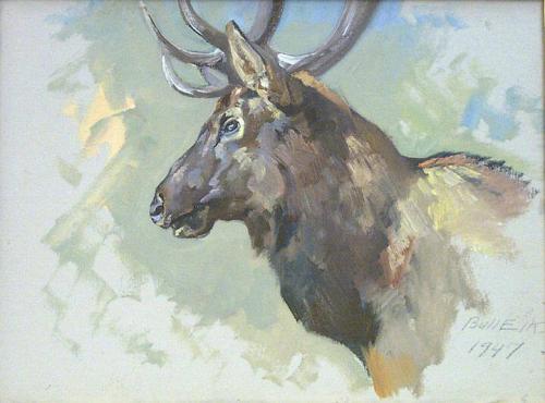 Bull Elk