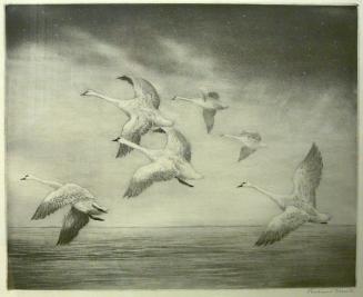 Trumpeter Swans