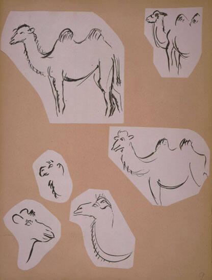 Camels Sketches