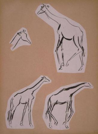 Giraffe Sketches