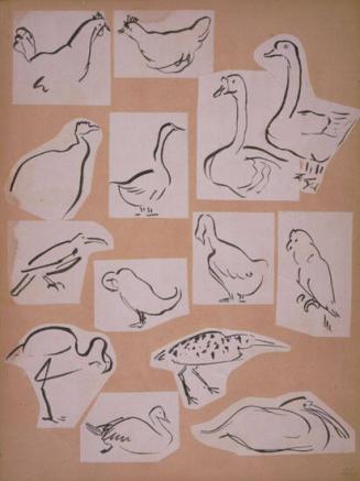Hens, Ducks, Bird Sketches