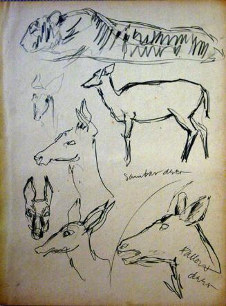 Tiger and Deer Studies