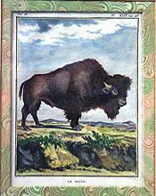 Le Bison