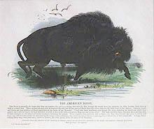 The American Bison